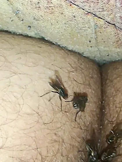 Flies on my anus in the village.  06. 2025