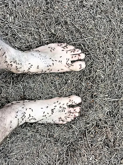 Ants crawling on my body