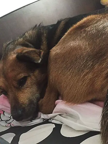 Tiny tits teen stockings