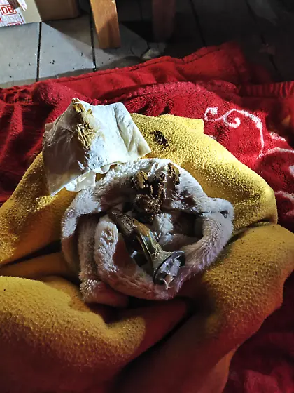 Flausch Klo Sklavin wird Vorgeführt von Master