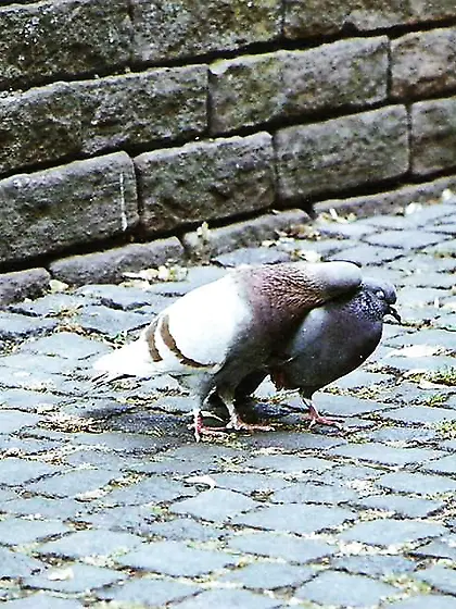 Tribute to Tom Lehrer.