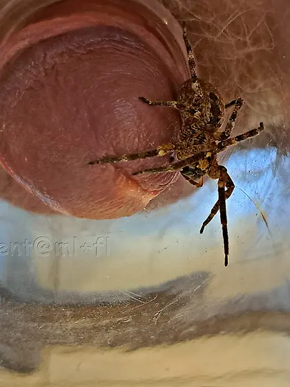 pider Zoropsis spinimana playing with me -3D4ED 4