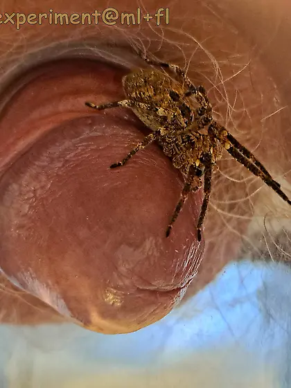 pider Zoropsis spinimana playing with me -3D4ED 6