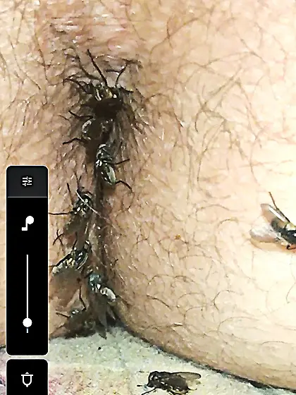 Flies on my anus in the village.  06. 2025